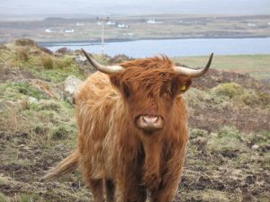 vaca300